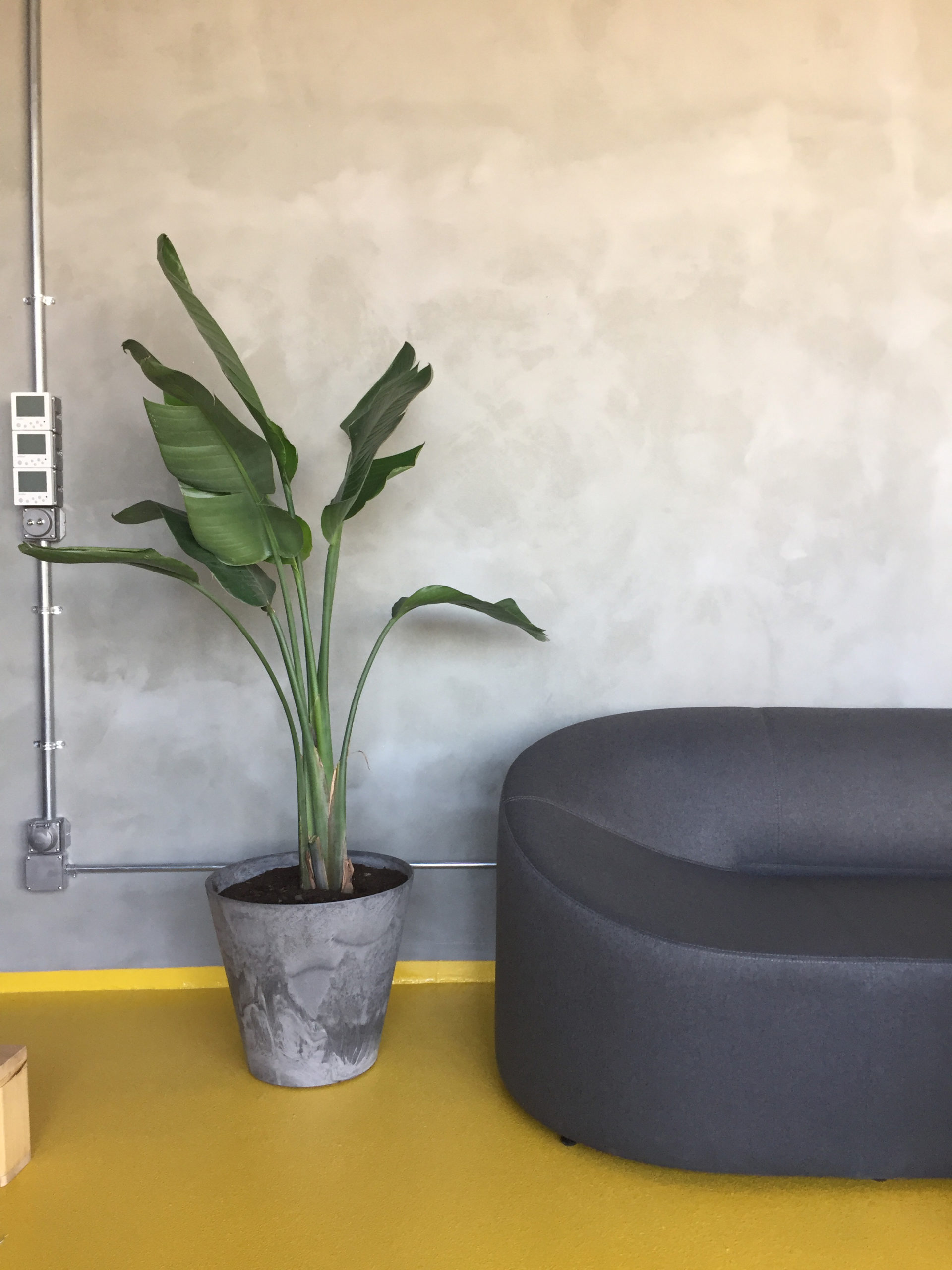 plant and MORPH